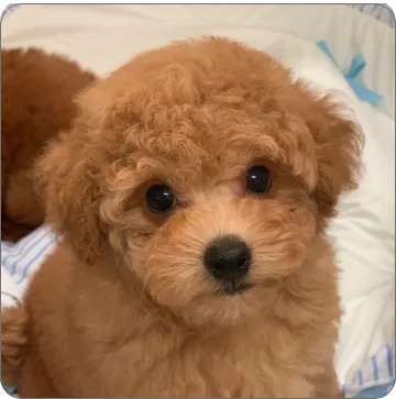 Puppy poodle image